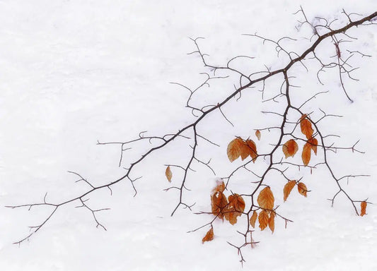 Winter Gold, by Alan Ranger-PurePhoto