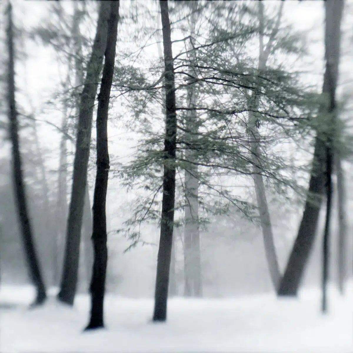Winter Trees, by Ann Dahlgren-PurePhoto