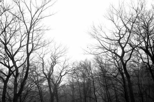 Winter Trees, by Michael Filonow-PurePhoto