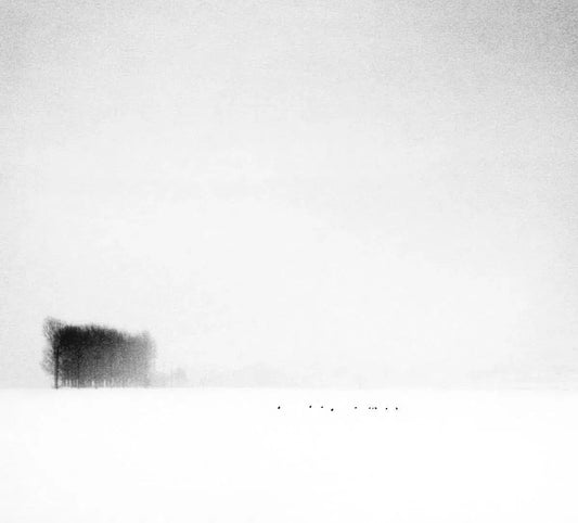Winterly Haiku 2338, by Andrei Baciu-PurePhoto