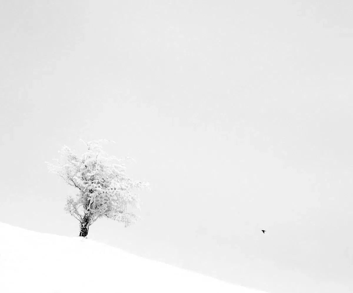 Winterly Haiku 3044, by Andrei Baciu-PurePhoto