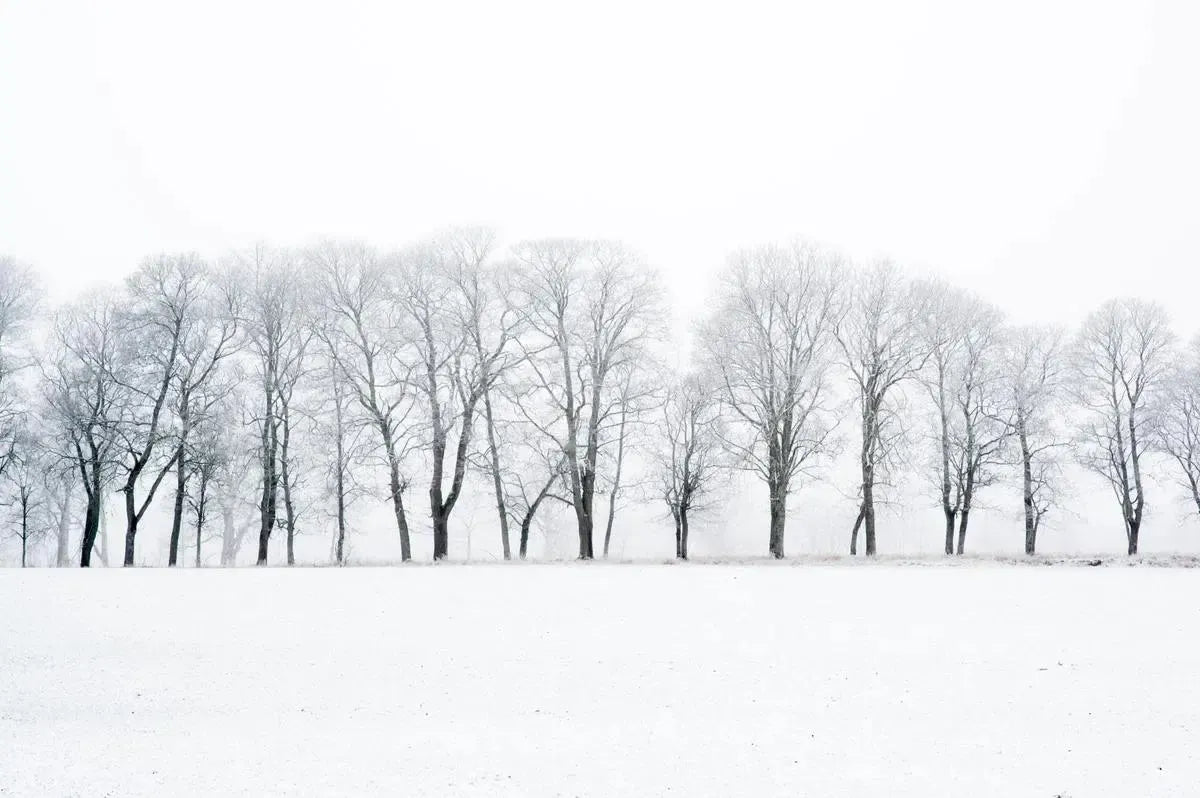 Wintry avenue, by Robin Fritzson-PurePhoto
