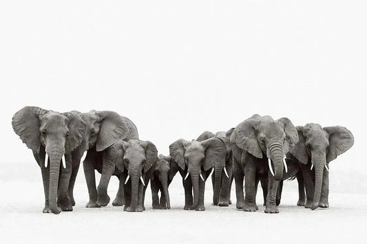 Wisdom's Keepers, by Drew Doggett-PurePhoto