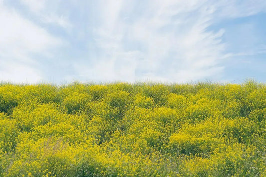 Yellow Hill, by Ari Salmela-PurePhoto