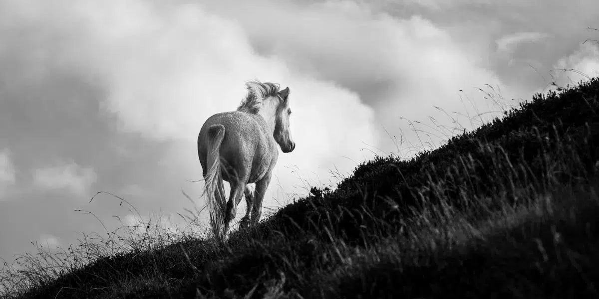 Young Eriskay, by Carys Jones-PurePhoto