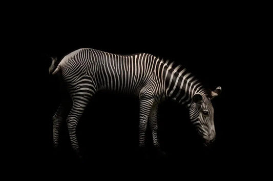 Zebra, by Michael Duva-PurePhoto