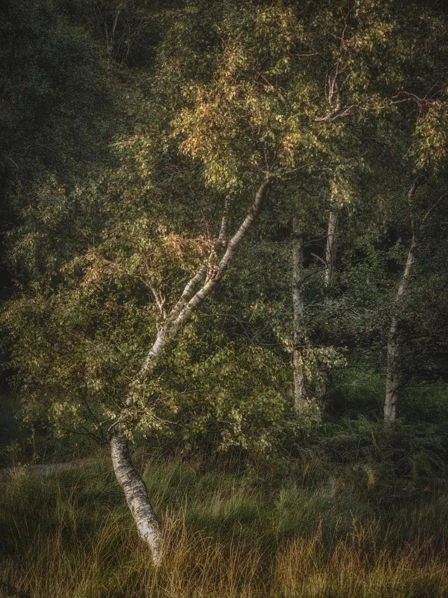 birch 1, by Alan Ranger-PurePhoto