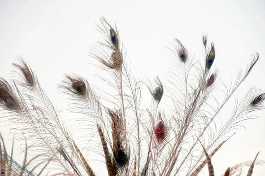 feathers, by Francesca Ritchey-PurePhoto