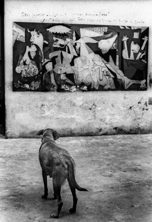 guernica dog, by Stefano Fogato-PurePhoto