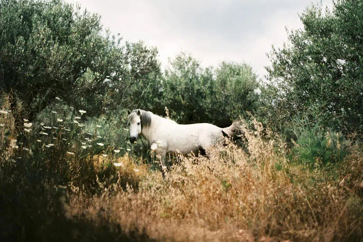 horses, by Andrea Buzzichelli-PurePhoto