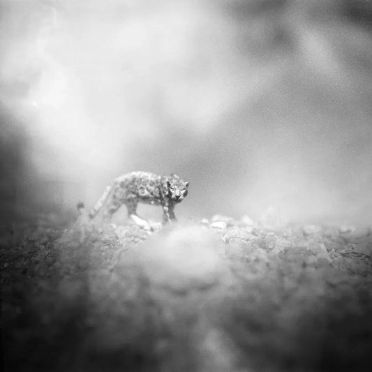 imaginary Jaguar, by Andrea Buzzichelli-PurePhoto