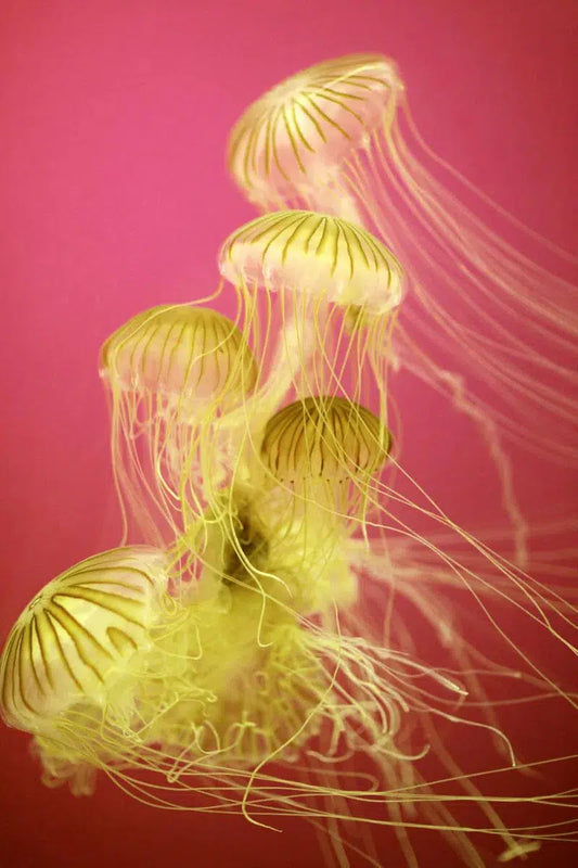 jelly VII, by Alicia Bock-PurePhoto
