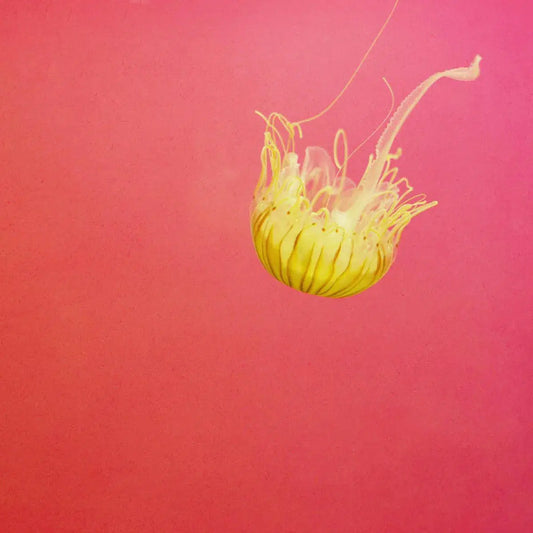 jelly VIII, by Alicia Bock-PurePhoto