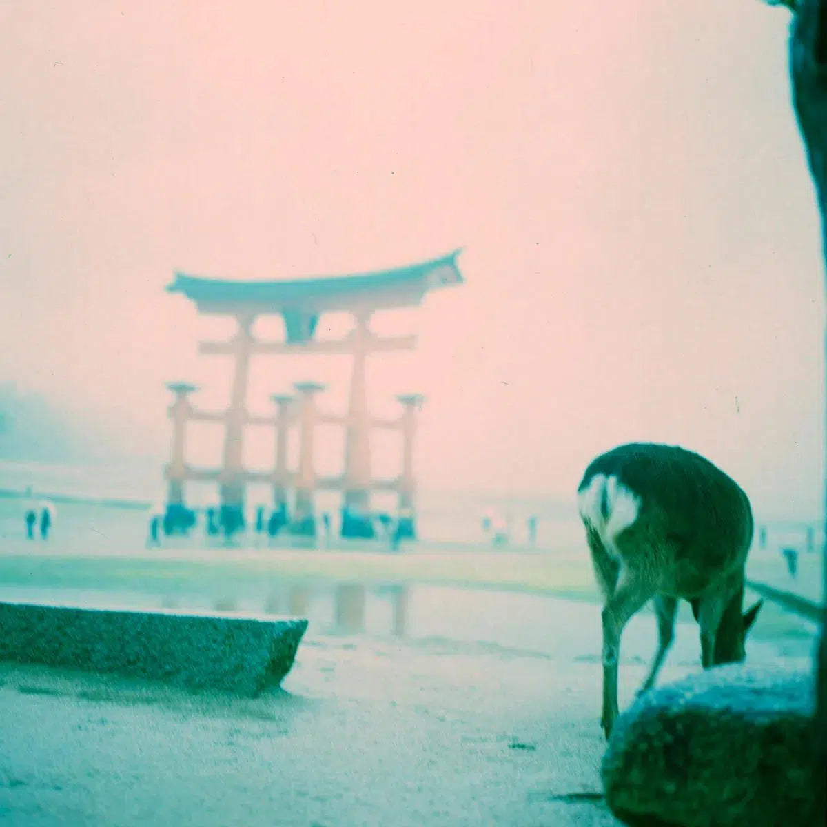 memoirs of miyajima IV, by ontoshiki photography-PurePhoto