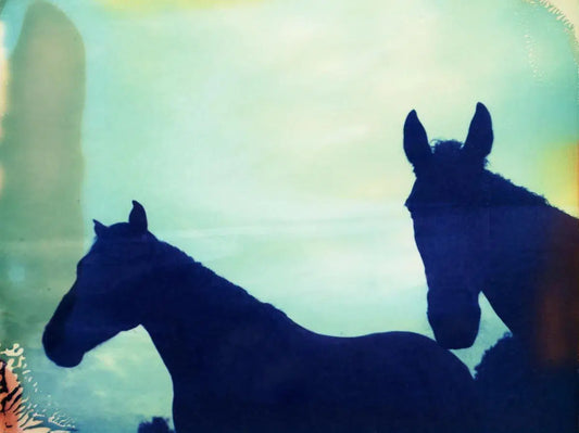 polaroid horses, by Andrea Buzzichelli-PurePhoto