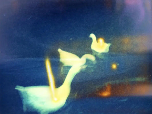 polaroid swans, by Andrea Buzzichelli-PurePhoto