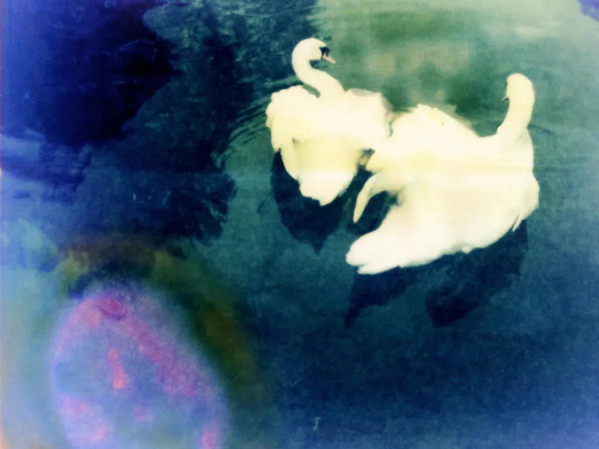 polaroid swans, by Andrea Buzzichelli-PurePhoto