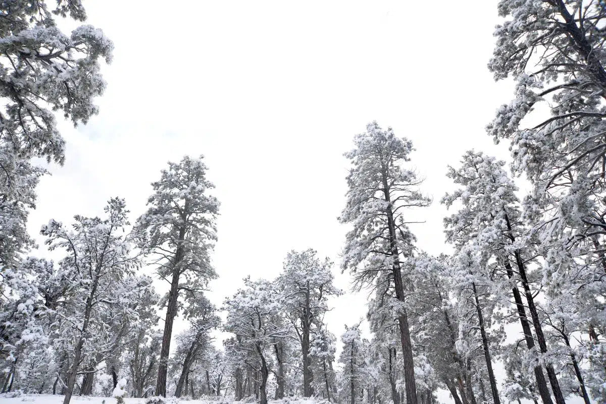 snow days #18, by Francesca Ritchey-PurePhoto