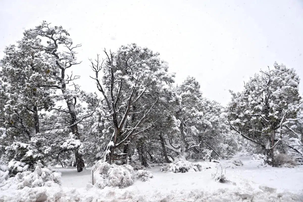 snow days #2, by Francesca Ritchey-PurePhoto