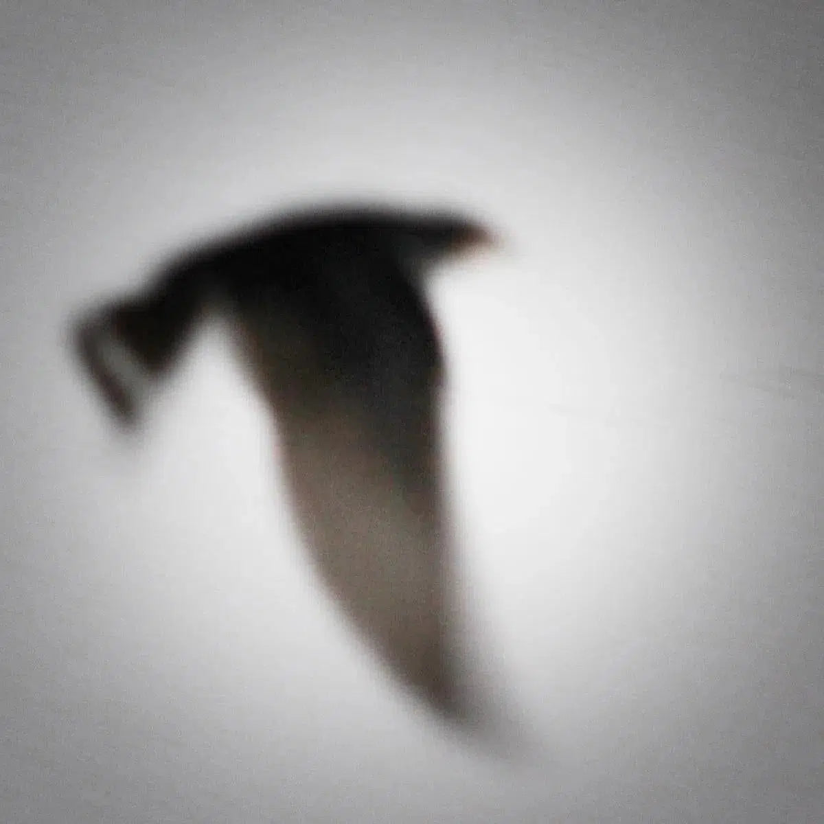 swallow, by Andrea Buzzichelli-PurePhoto