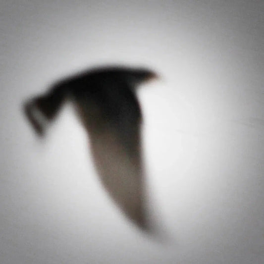 swallow, by Andrea Buzzichelli-PurePhoto