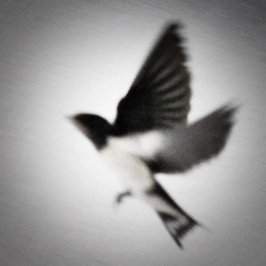 swallow, by Andrea Buzzichelli-PurePhoto
