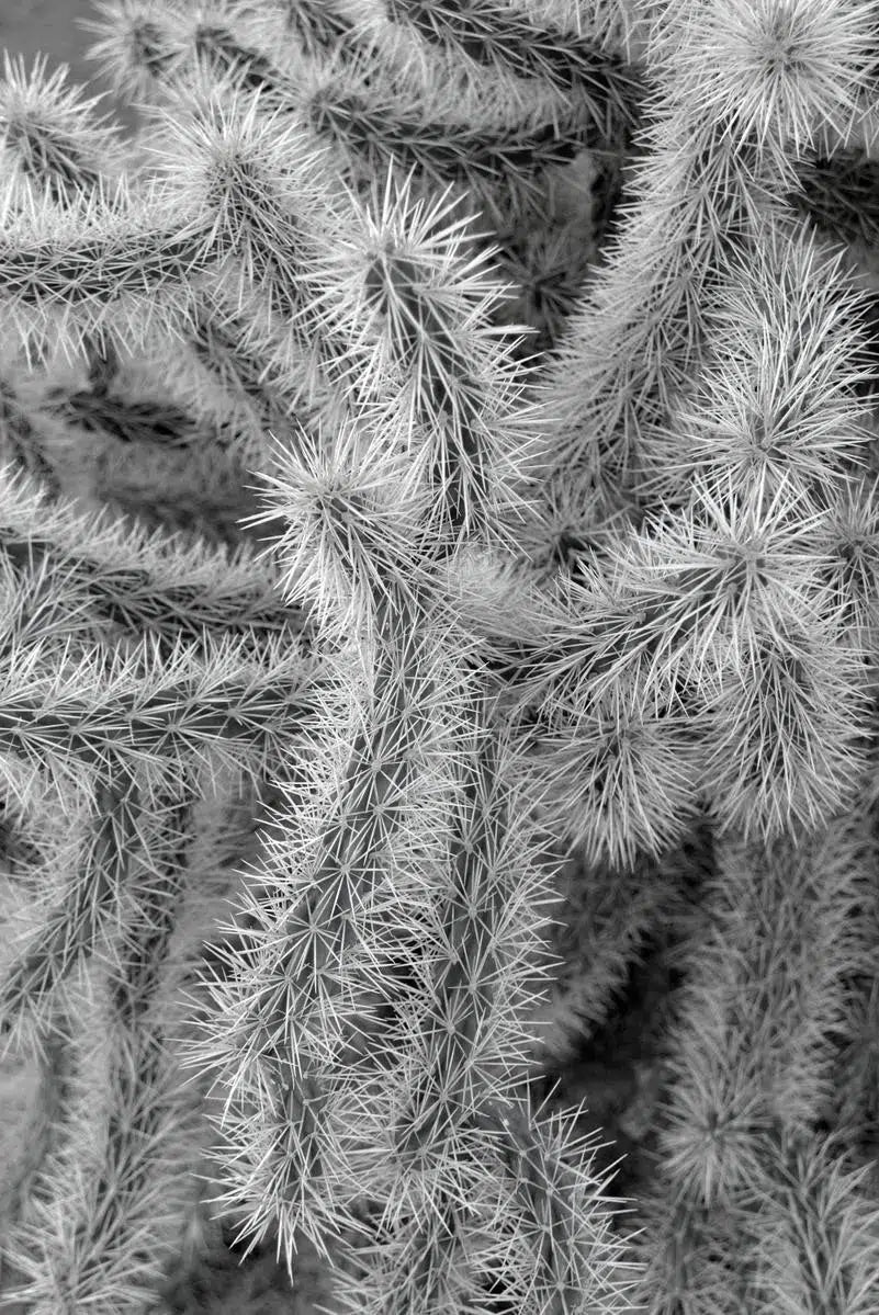 thorns, by Francesca Ritchey-PurePhoto