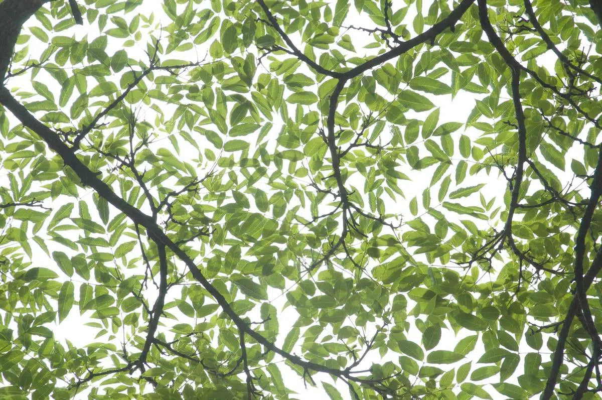 through the trees no.2, by Francesca Ritchey-PurePhoto