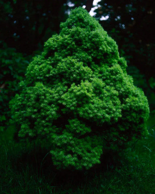 treelet #1, by Mitja Schneehage-PurePhoto